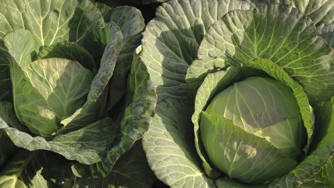 Cabbage 01 Stock Footage 170050906