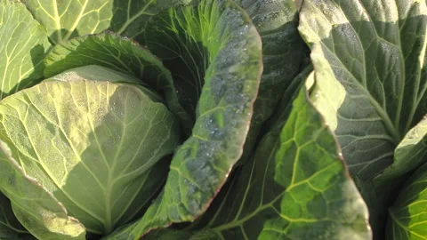 Cabbage 02 Stock Footage 170050872