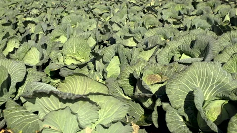Cabbage 03 Stock Footage 170050930