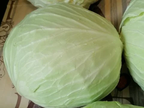 Cabbage 1 Stock Photos