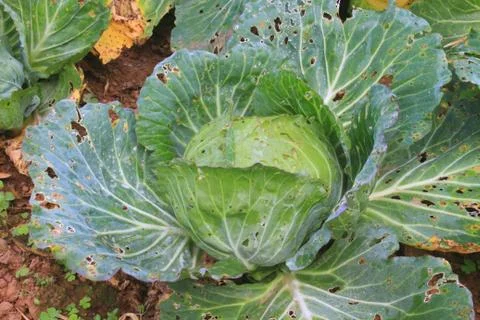 Cabbage agriculture fields 스톡 사진