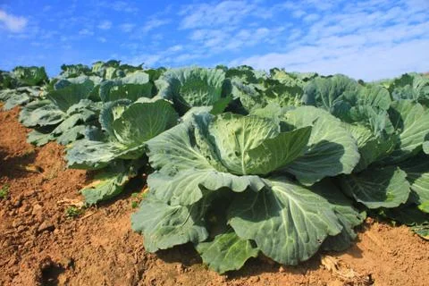 Cabbage agriculture fields 스톡 사진