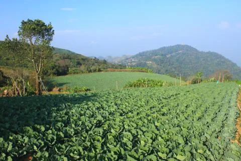 Cabbage agriculture fields Stock Photos