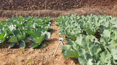 Cabbage and cauliflower in vegetable Garden. Stock Footage 165393280