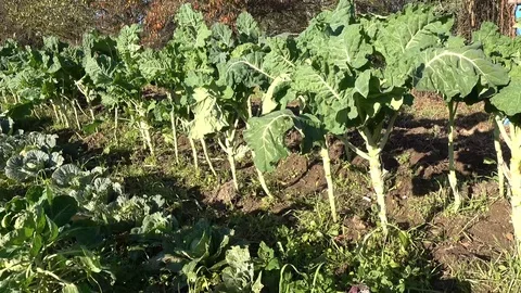 Cabbage and kale growing in a field Video stock 71005807