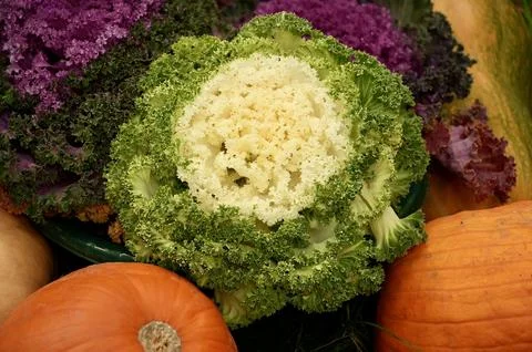 Cabbage and pumpkin in a basket on the background of pumpkins Stock Photos