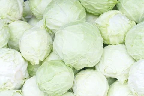 Cabbage arrange in a row 写真素材