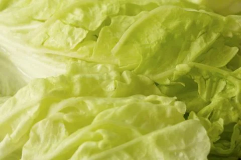 Cabbage Background / Cabbage / Cabbage Close-up Background Stock Photos