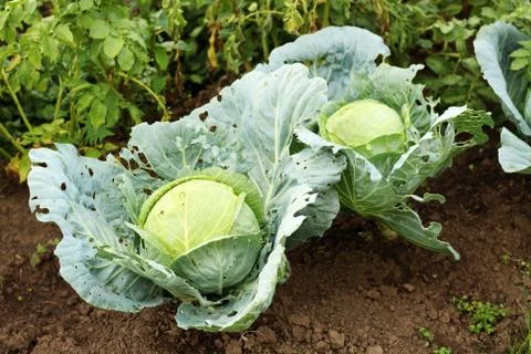 Cabbage background. Fresh cabbage from farm field. Close up macro view of gre Stock Photos