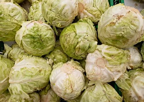 Cabbage background. Fresh cabbage from farm field Stock Photos