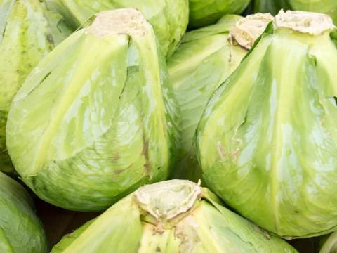 Cabbage background. 스톡 사진