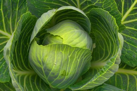 Cabbage on the bed close-up Stock Photos