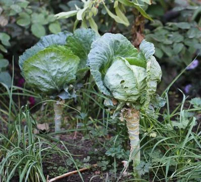 Cabbage on a bed in the garden Stock Photos