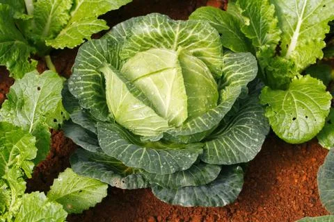 Cabbage on the bed Photos