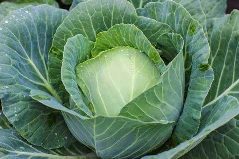 Cabbage on the bed Stock Photos