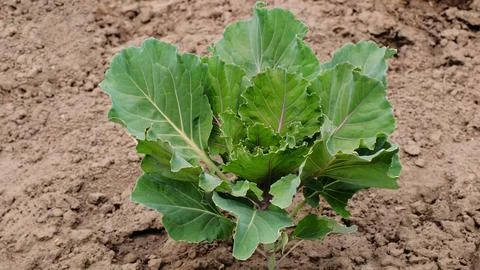 Cabbage on the bed Stock Photos