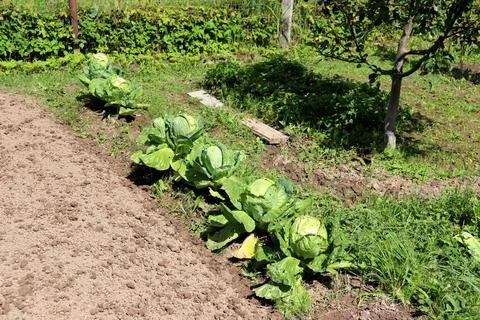 Cabbage bed with row of white cabbage next to apple tree and strawberry bed Stock Photos