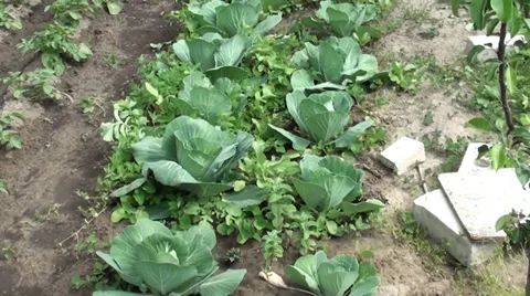 Cabbage beds in the garden Stock Footage 39557643