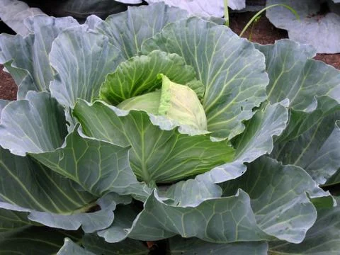 Cabbage the beds Stock Photos