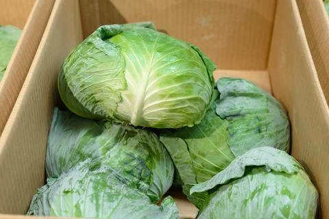 Cabbage in a box Stock Photos