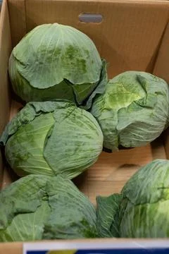 Cabbage in a box Stock Photos