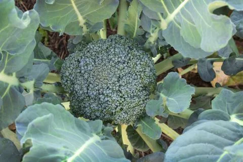 Cabbage broccoli in the garden Stock Photos