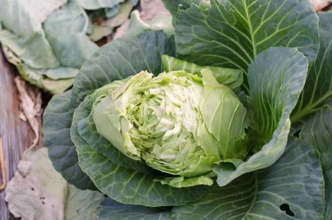 Cabbage broken in field Stock Photos