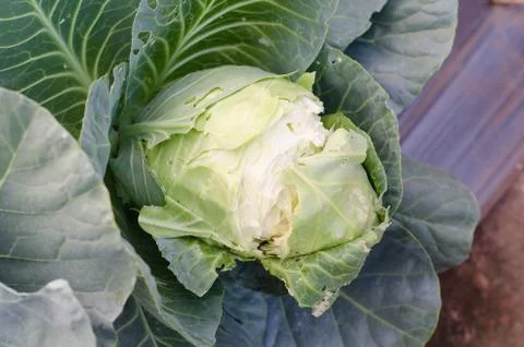 Cabbage broken in field Stock Photos