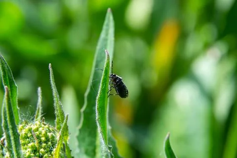 Cabbage bug, brassica shieldbug, Eurydema oleracea, of the family Pentatomida Foto stock