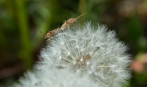 Cabbage bug, brassica shieldbug, Eurydema oleracea, of the family Pentatomida Foto stock