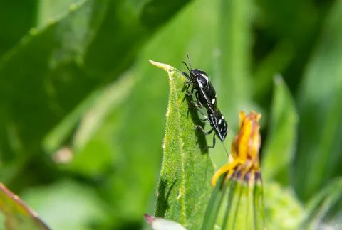 Cabbage bug, brassica shieldbug, Eurydema oleracea, of the family Pentatomida Foto stock
