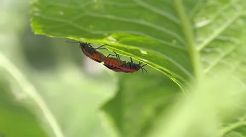 Cabbage bug couple Eurydema ventralis Stock Footage 11898728