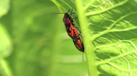 Cabbage bug couple Eurydema ventralis Stock Footage 11898765