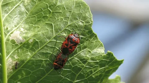 Cabbage bug couple Eurydema ventralis Stock Footage 11898976