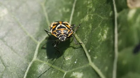 Cabbage bug Eurydema ventralis Stock Footage 11898153