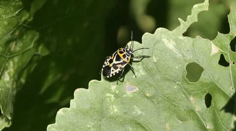 Cabbage bug Eurydema ventralis Stock Footage 11898414