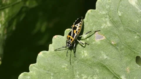Cabbage bug Eurydema ventralis Stock Footage 11898528
