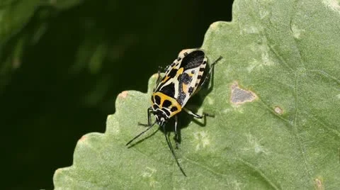 Cabbage bug Eurydema ventralis Stock Footage 11898675