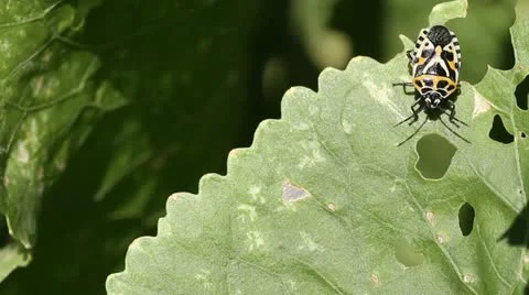 Cabbage bug Eurydema ventralis Stock Footage 11898713