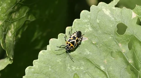 Cabbage bug Eurydema ventralis Stock Footage 11898730