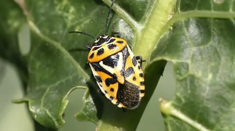 Cabbage bug Eurydema ventralis Stock Footage 11898782