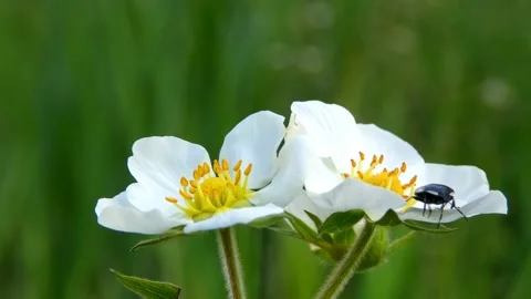 Cabbage bug insect on strawberry flower plant Stock Footage 171416450