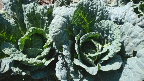 Cabbage bushes horizontal 4k footage, agriculture concept, harvest Video stock 201769639
