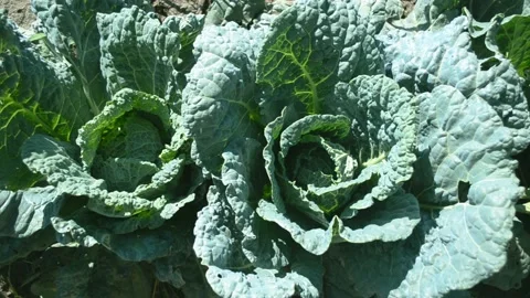 Cabbage bushes horizontal 4k footage, agriculture concept, harvest Video stock 223020107