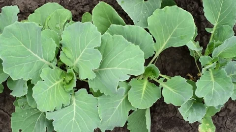 Cabbage bushes horizontal 4k footage, agriculture concept, harvest Stock Footage 244810026