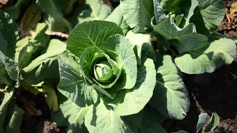 Cabbage bushes horizontal 4k footage, agriculture concept, harvest Stock Footage 244810029