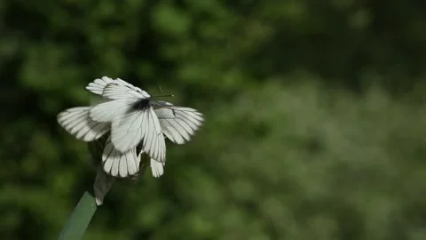 Cabbage butterflies drink onion nectar in garden Stock Footage 211856677