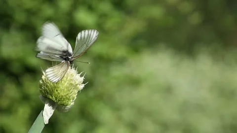 Cabbage butterflies drink onion nectar in garden Stock Footage 211856979