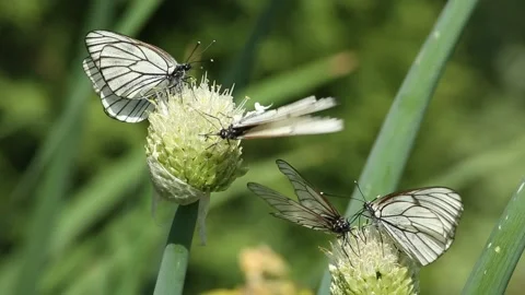 Cabbage butterflies drink onion nectar in garden Stock Footage 211857599