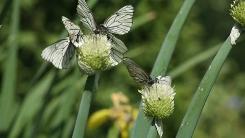 Cabbage butterflies drink onion nectar in garden Stock Footage 211857982